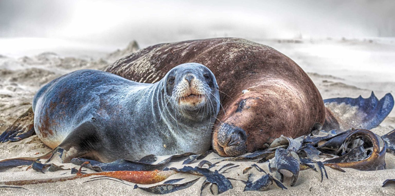Wildlife photo of a New Zealand sea lions
