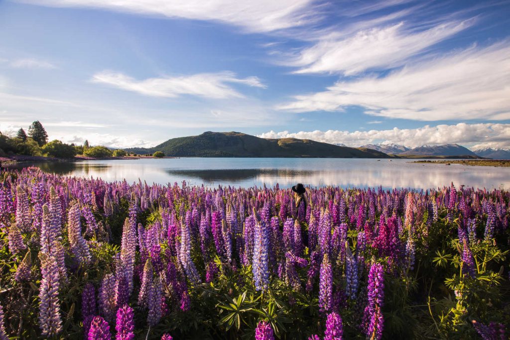 Spring Rachel Stewart Lake Tekapo, New Zealand