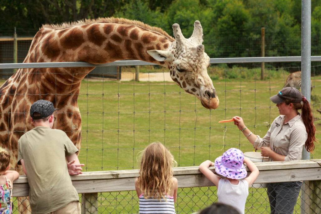 At Hamilton Zoo, New Zealand, a keeper feeds slices of carrot to a giraffe as children and their parents watch.