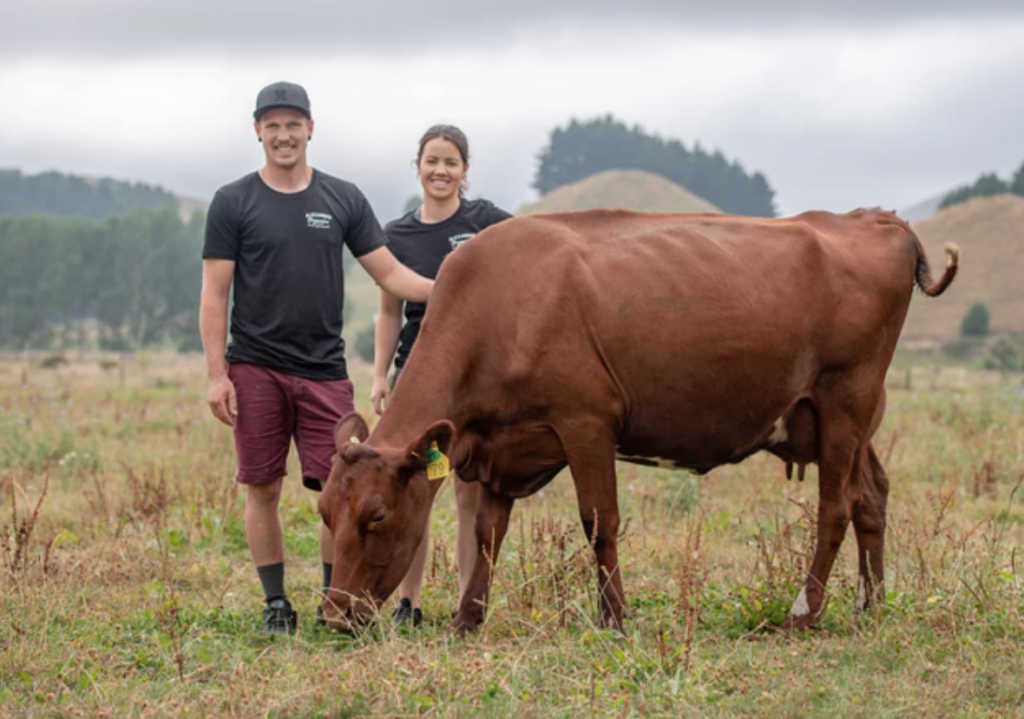Cambridge Dairy Farm, Waikato, NZ
