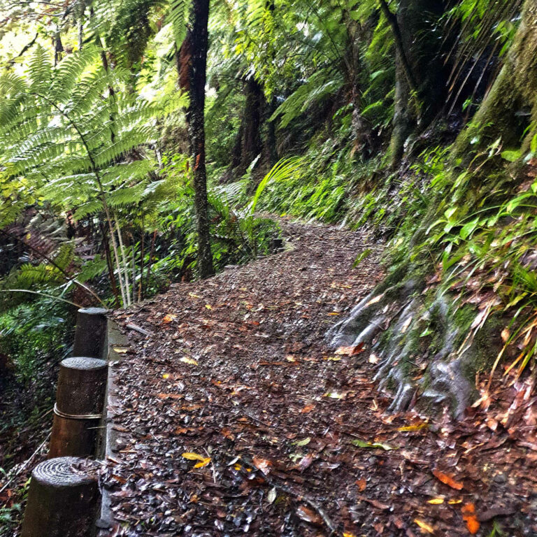 Casacades falls track, easy however narrow and slippery when wet, Hakarimata Scenic Reserve, Waikato, NZ