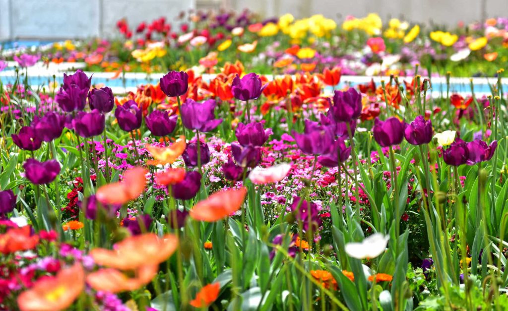 Tulips and other colorful flowers blooming in the Indian Char Bagh Garden in Hamilton Gardens, New Zealand