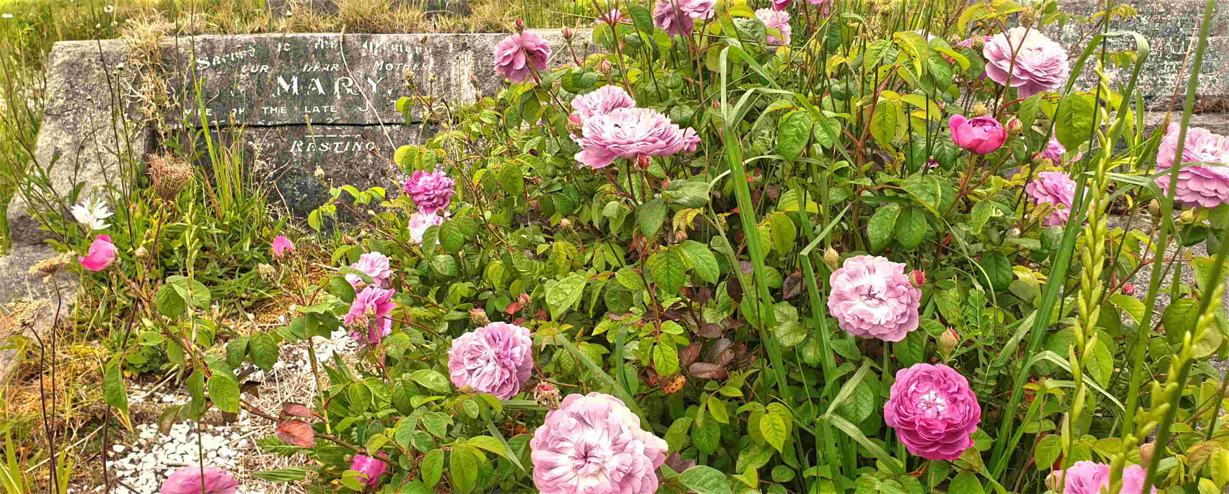 Heady nineteenth century roses, Waikumete cemetery, Auckland, New Zealand