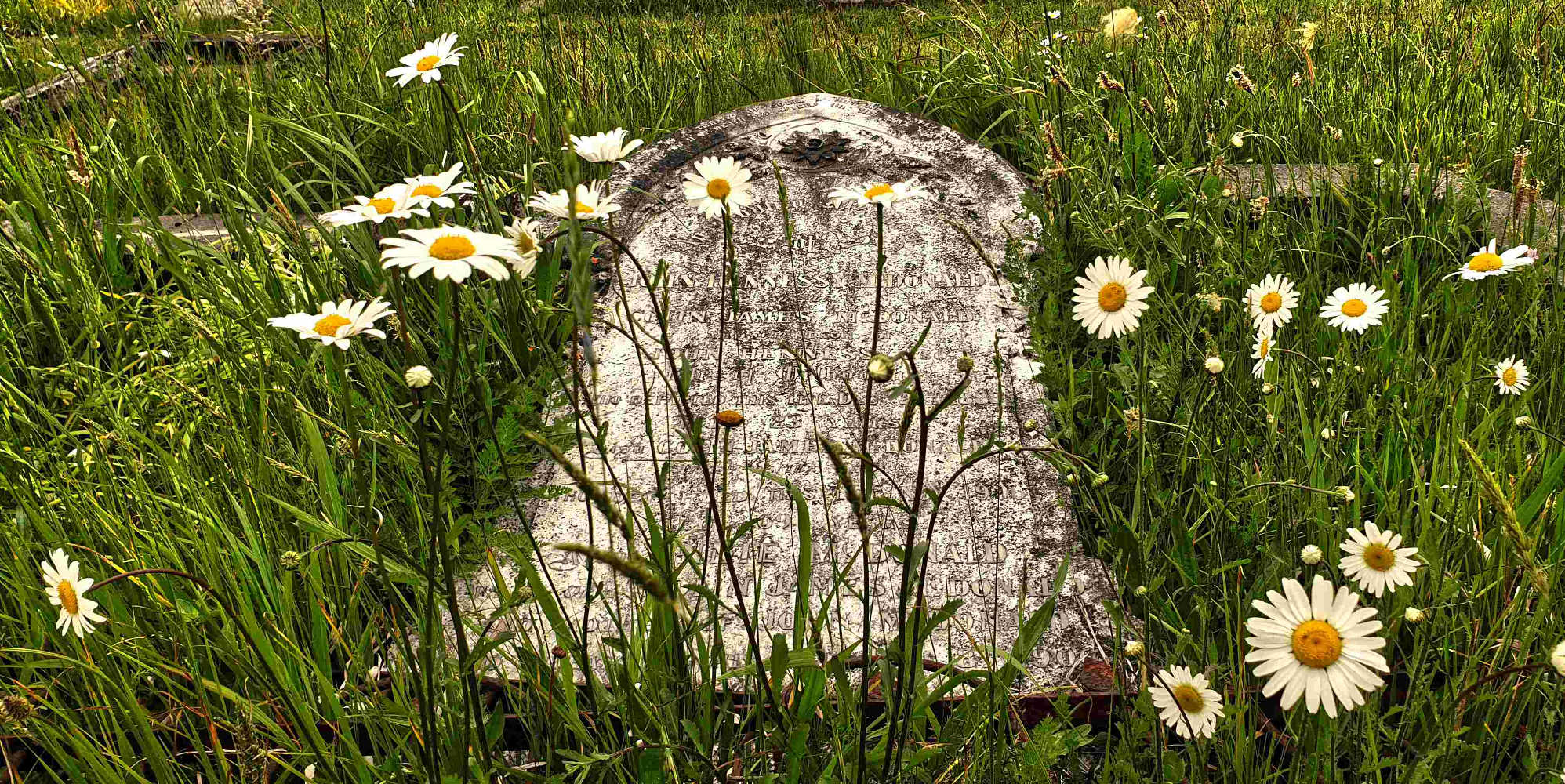 Nature and fallen tombstone, Waikumete cemetery, Auckland, New Zealand