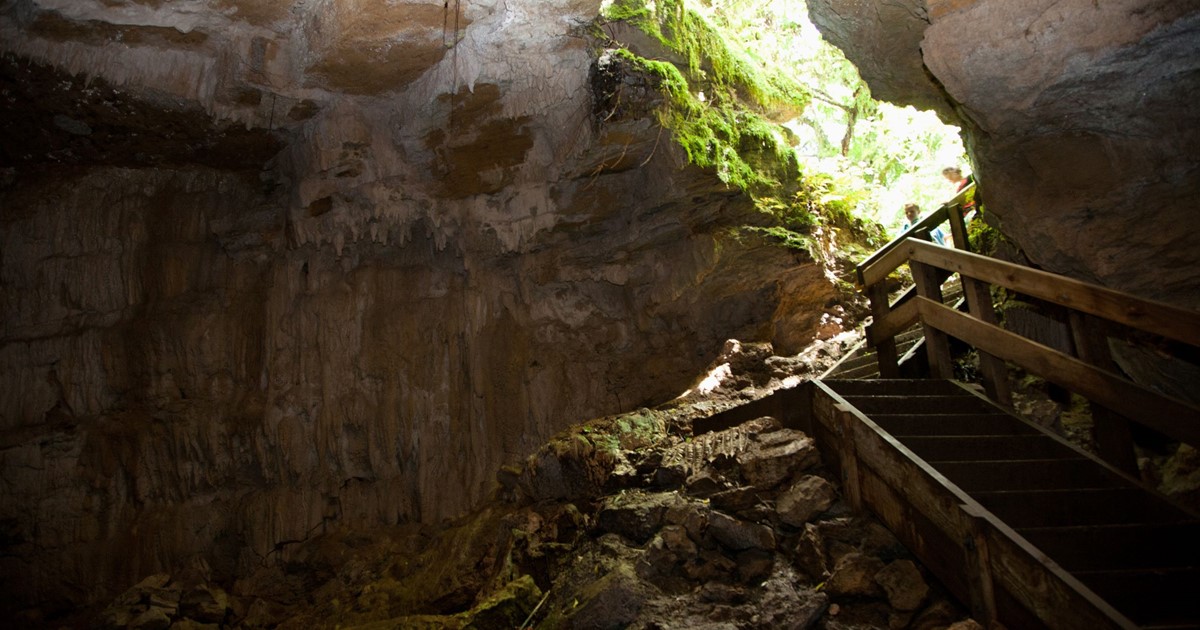 Piripiri Cave Walk @DOC / Hamilton and Waikato Tourism