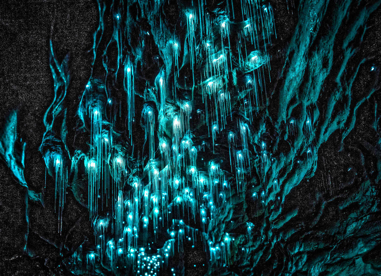 Waitomo Glowworm Caves, Waikato