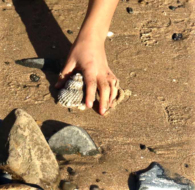 Kuaotunu Beach find, intact shell, Coromandel Peninsula, New Zealand