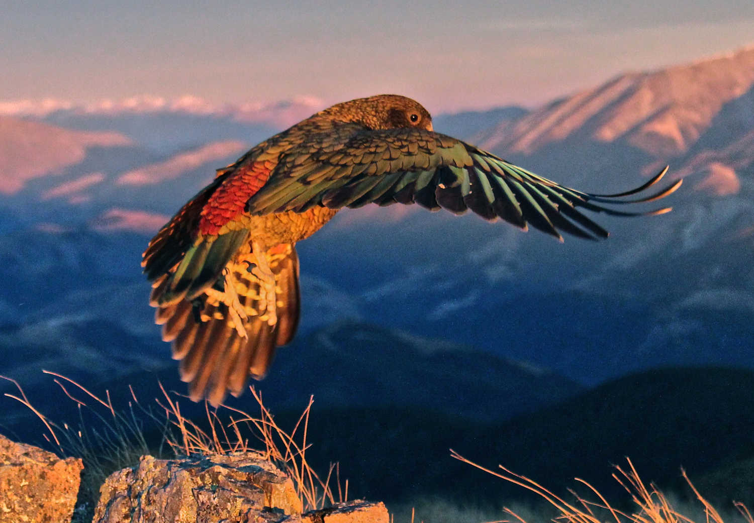 Kea shortly after taking off from a rock, New Zealand