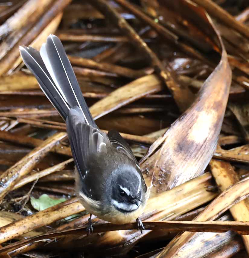 Fernbird, Matata, Rotopiko, National Wetland Centre, Waikato, New Zealand