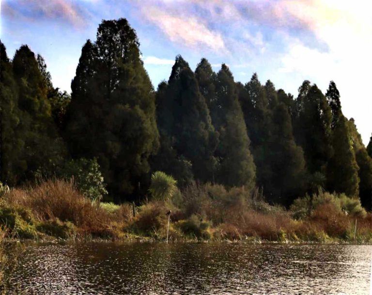 Massive Kahikatea swamp trees, Rotopiko wetland and peat lake view, Waikato, New Zealand