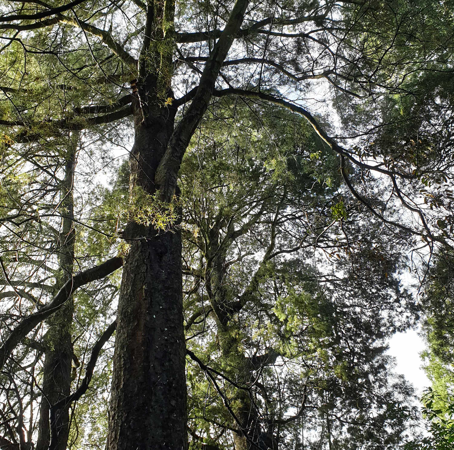Mature Kahitatea swamp trees, Yarndleys Bush, Waikato, New Zealand