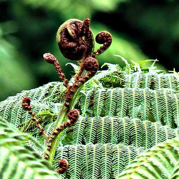 National icon, Aotearoa New Zealand fern, Sanctuary Mountain, Waikato