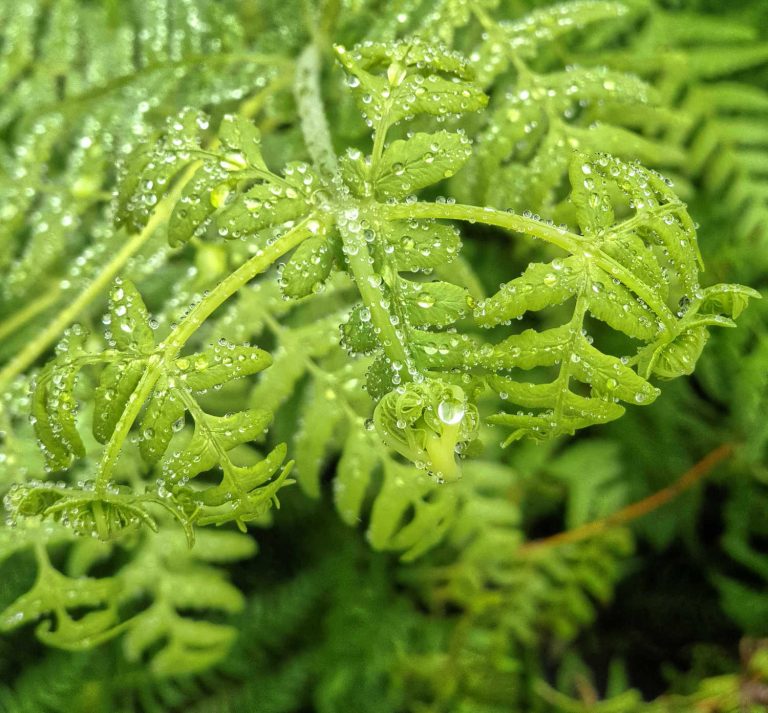 NZ ferns in the rain, Waikato, New Zealand