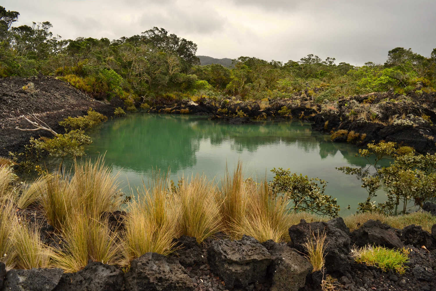 Rangitoto island volcanic area, Auckland, New Zealand