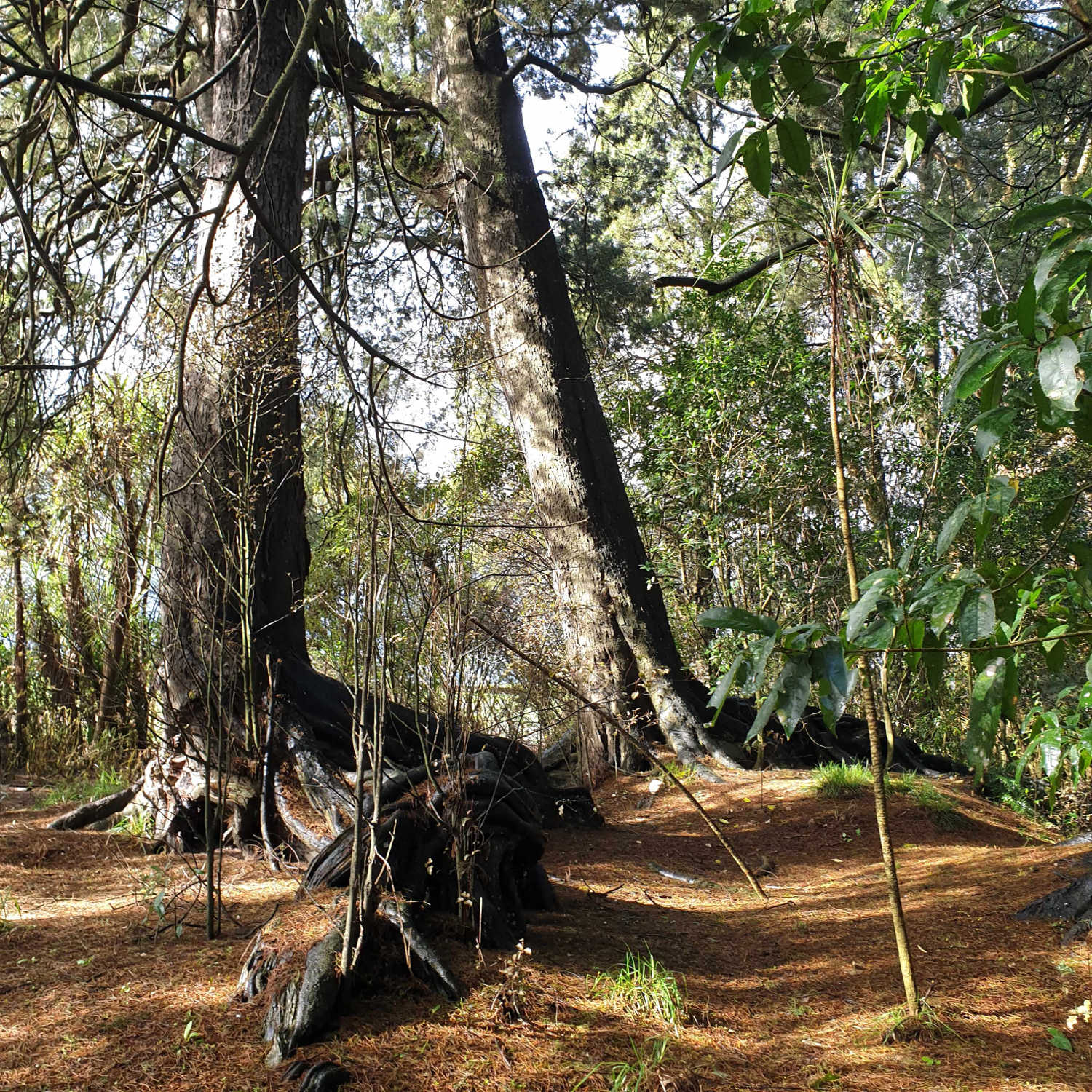 Rotopiko Jurassic loop walk, massive kahikatea canopy tree roots, Waikato, New Zealand