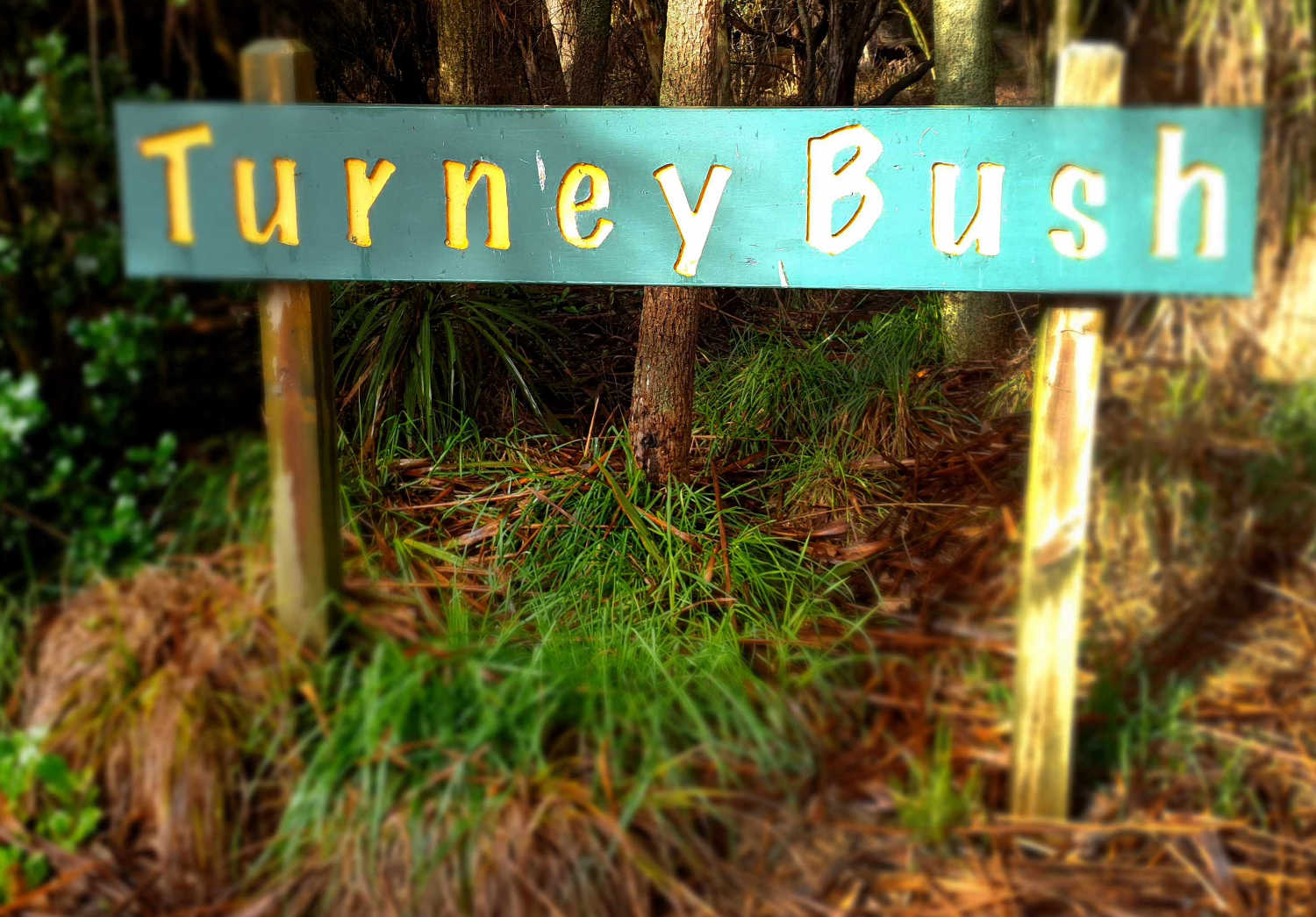 Rotopiko, Turneys Bush Jurassic Wilderness Area, National Wetland Centre, Waikato, New Zealand