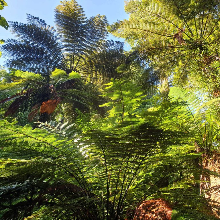 Sanctuary Mountain, tree ferns reaching for the light, Waikato, New Zealand