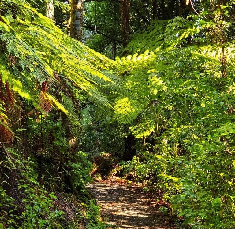 Sanctuary Mountain, Waikato, NZ forested trail, Waikato, New Zealand