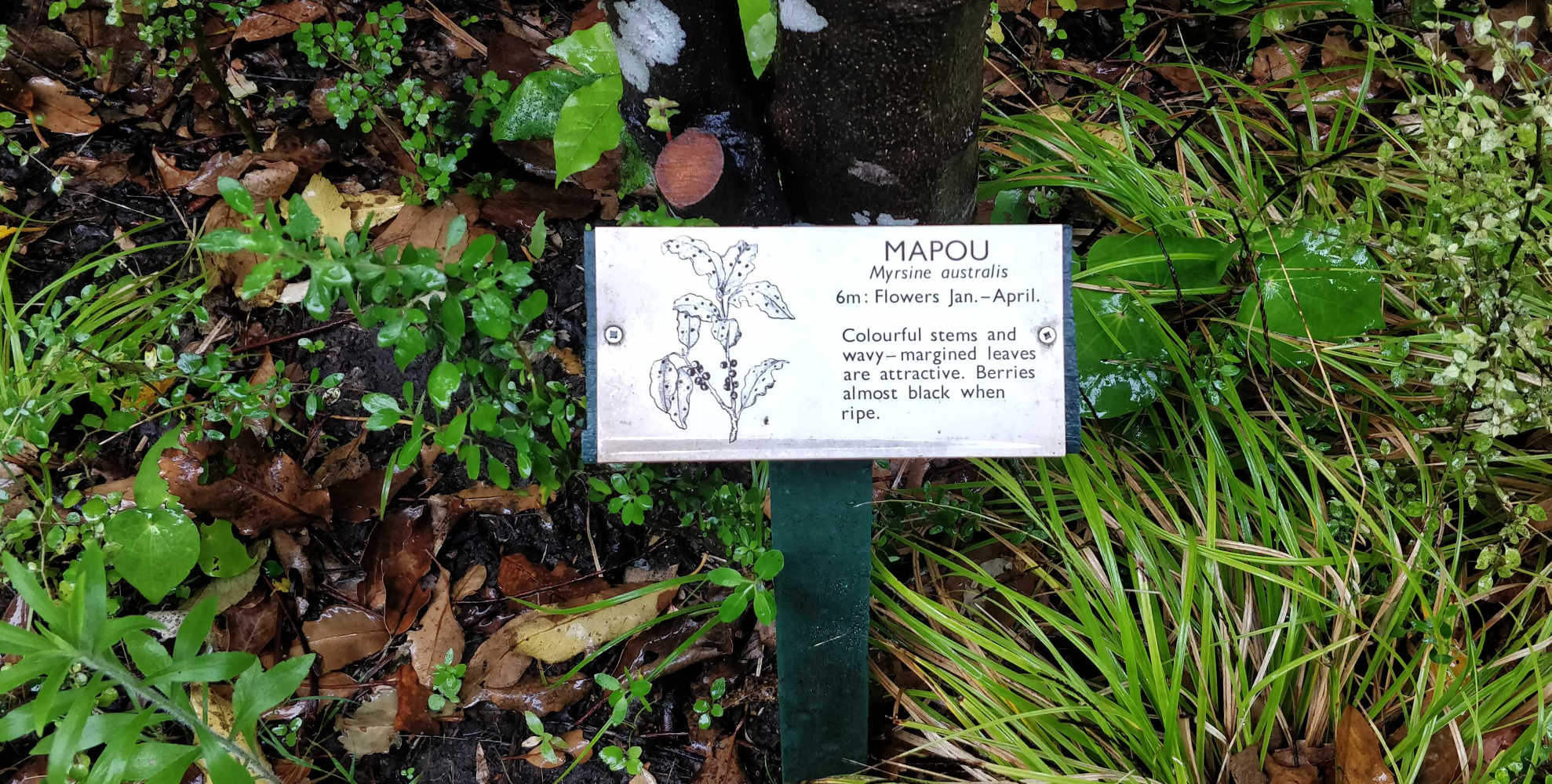 Mapou signage, Kapiti Island detailed flora and fauna information signs, Wellington, New Zealand