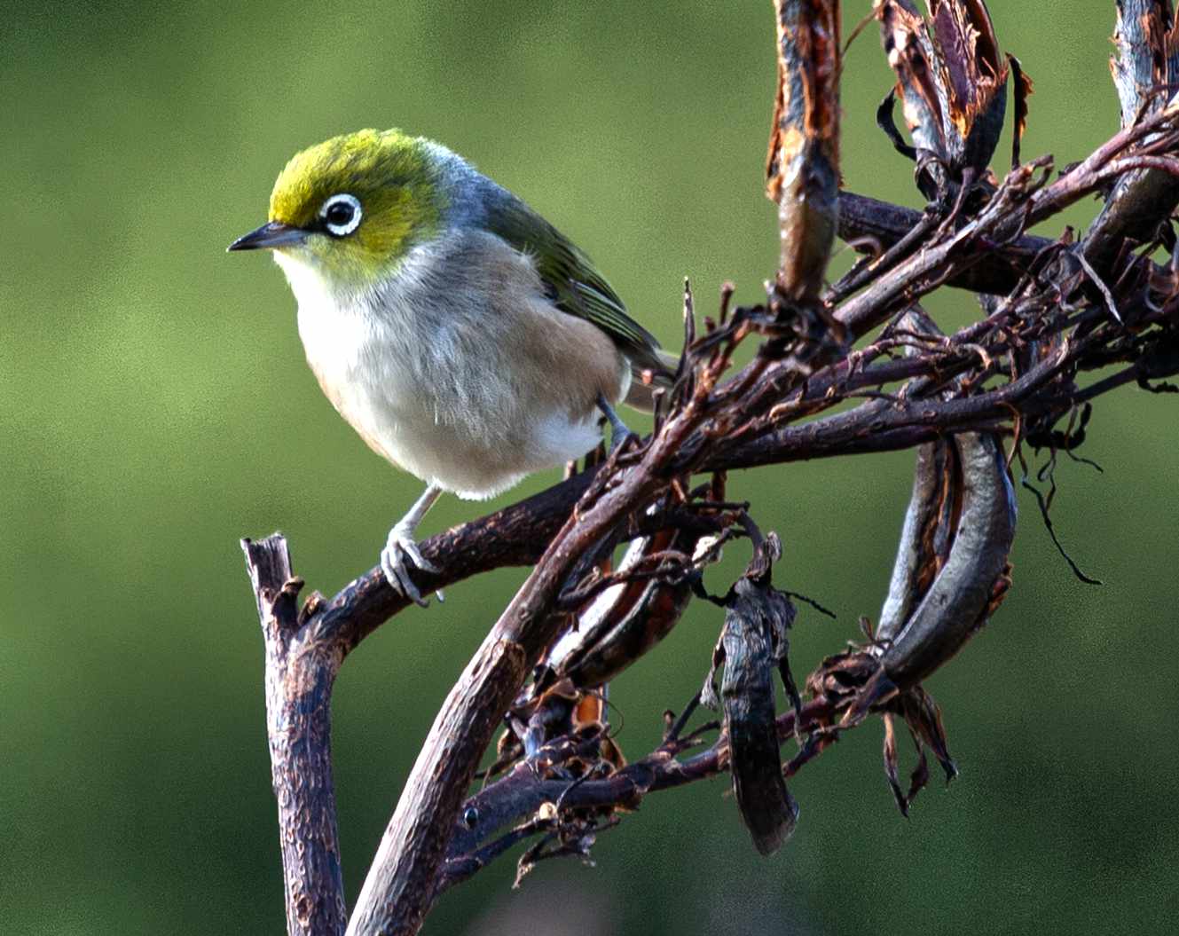 Close up of Wax-Eye or Silvereye bird (Zosterops lateralis) perched on flax plant on Kapiti Island, North Island New Zealand, with blurred background, Wellington, New Zealand