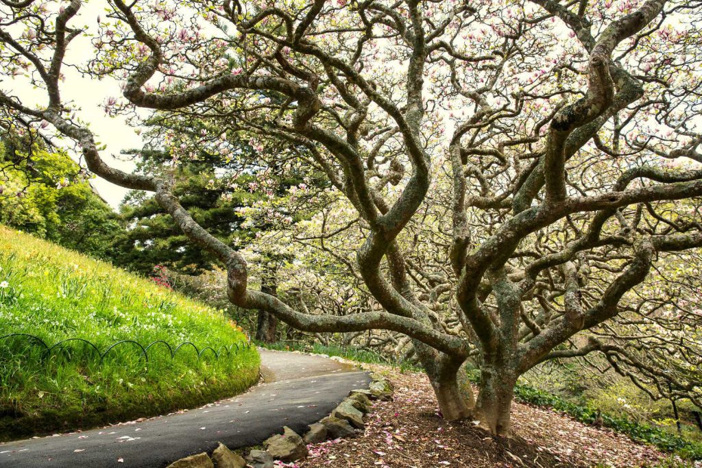 View of Wellington Botanic Garden, Wellington, New Zealand