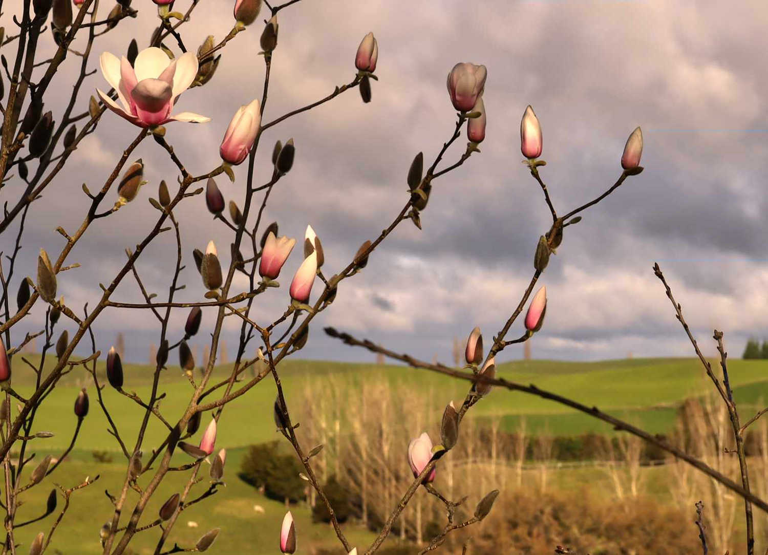 Hobbiton, Waikato early spring blooms, rolling pastoral views, Matamata, Waikato, New Zealand