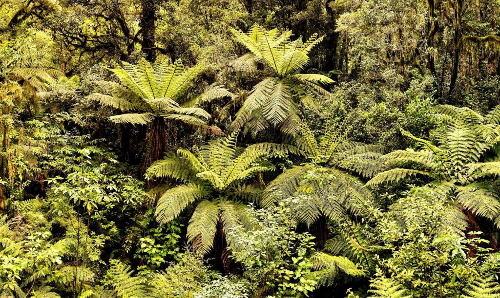Rainforest with fern trees (Fjordland, New Zealand)