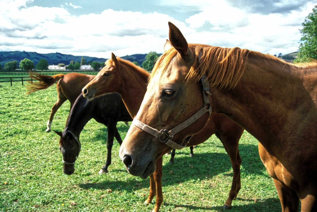 New Zealand Cambridge Mares and foals at a stud, Matamata, Waikato, New Zealand