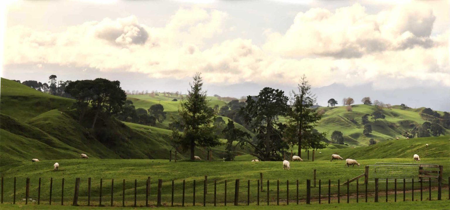 Waikato rolling farmland near Hobbiton, Matamata, Waikato, New Zealand
