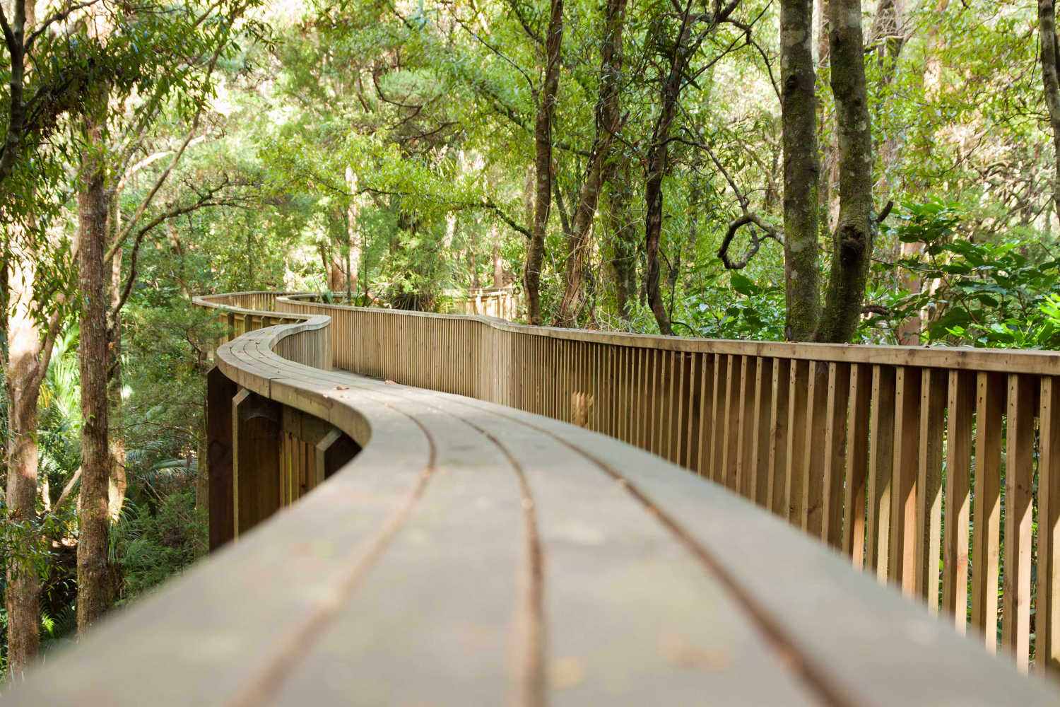 AH Reed canopy walk, Whangarei public reserves, Whangarei, New Zealand.
