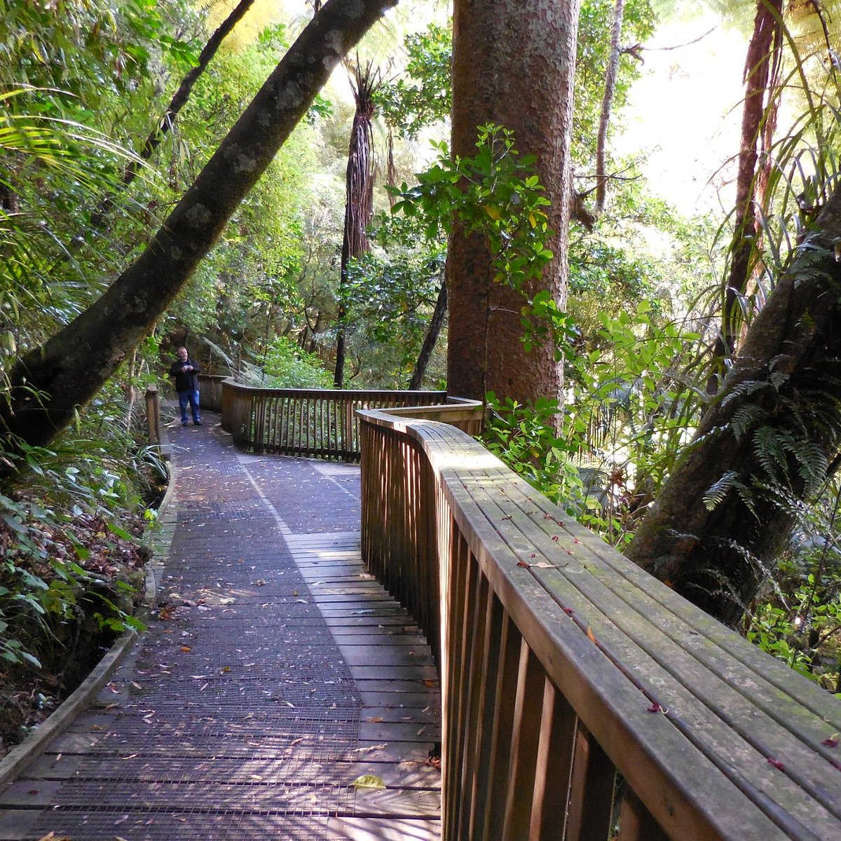 AH Reed Kauri Park (Whangarei), Northland, Whangarei, New Zealand @Tripadvisor