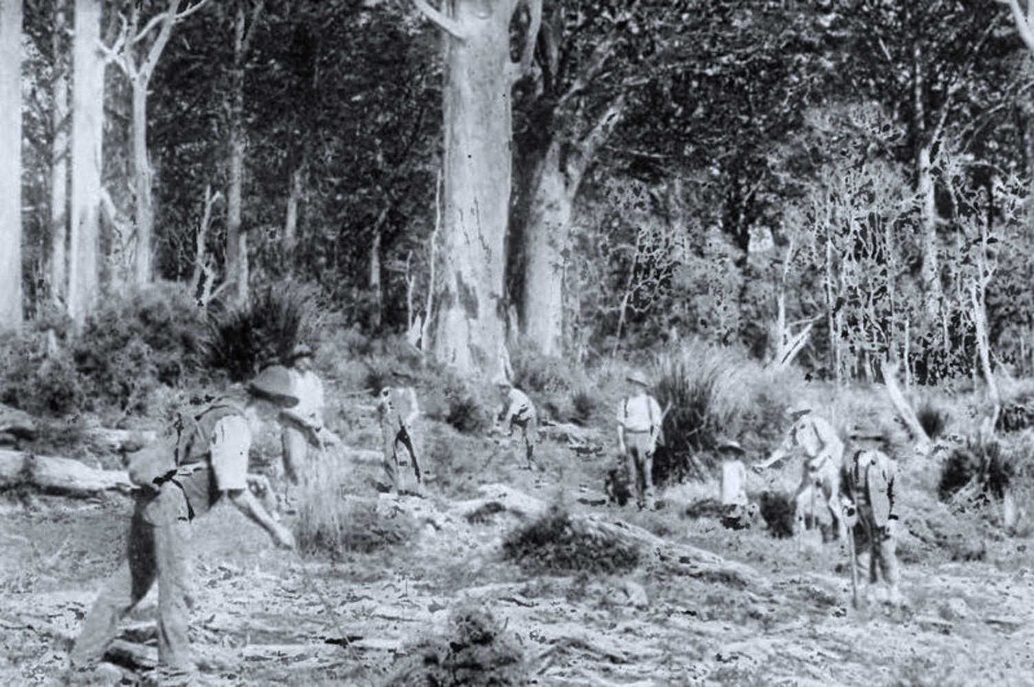 Gum diggers at work in kauri forest, Northland, New Zealand