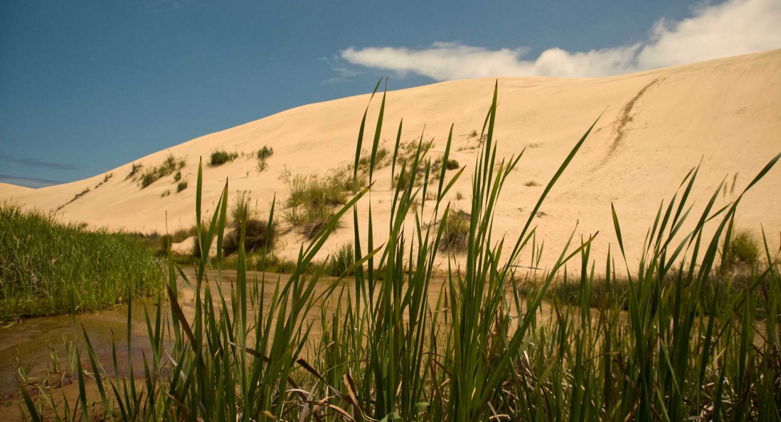 Ninety Mile Beach Te Paki sand dunes fragile ecology, Northland, NZ