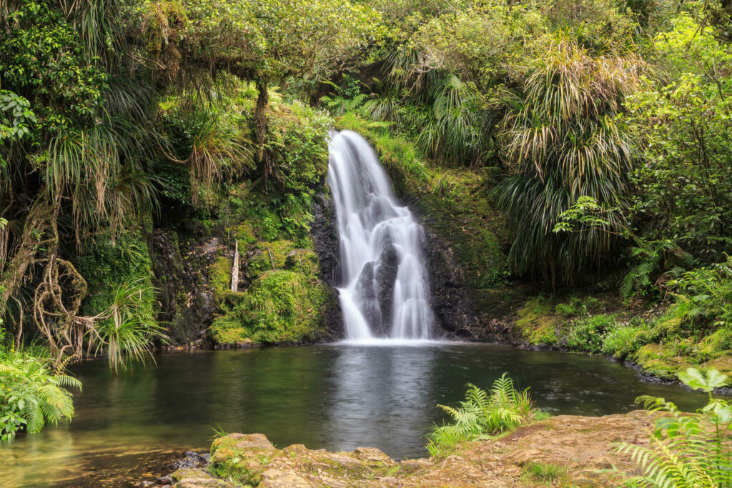 Otanewainuku Forest, Whataroa Falls, bay of Plenty, New Zealand