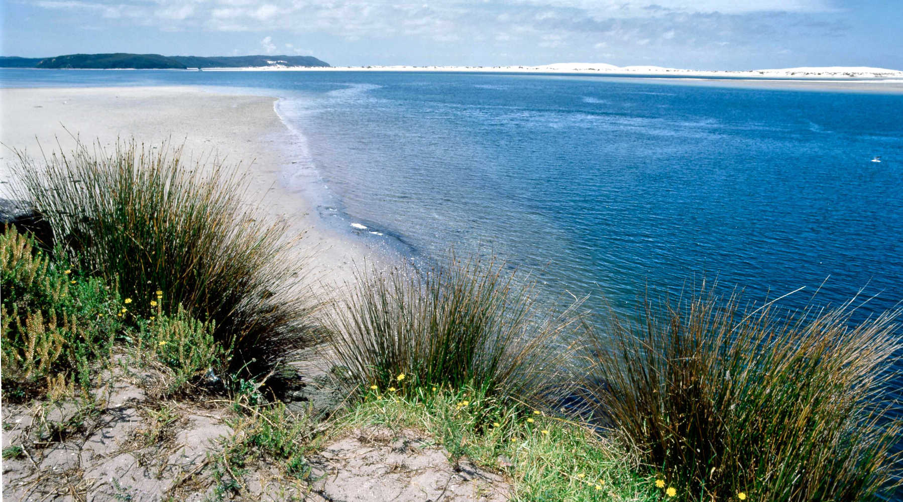 Parengarenga Harbour white sand shallow beach, Northland, New Zealand