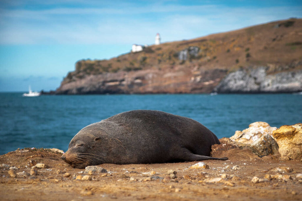 Fur seal sleeping at Aramoana beach in Dunedin, New Zealand