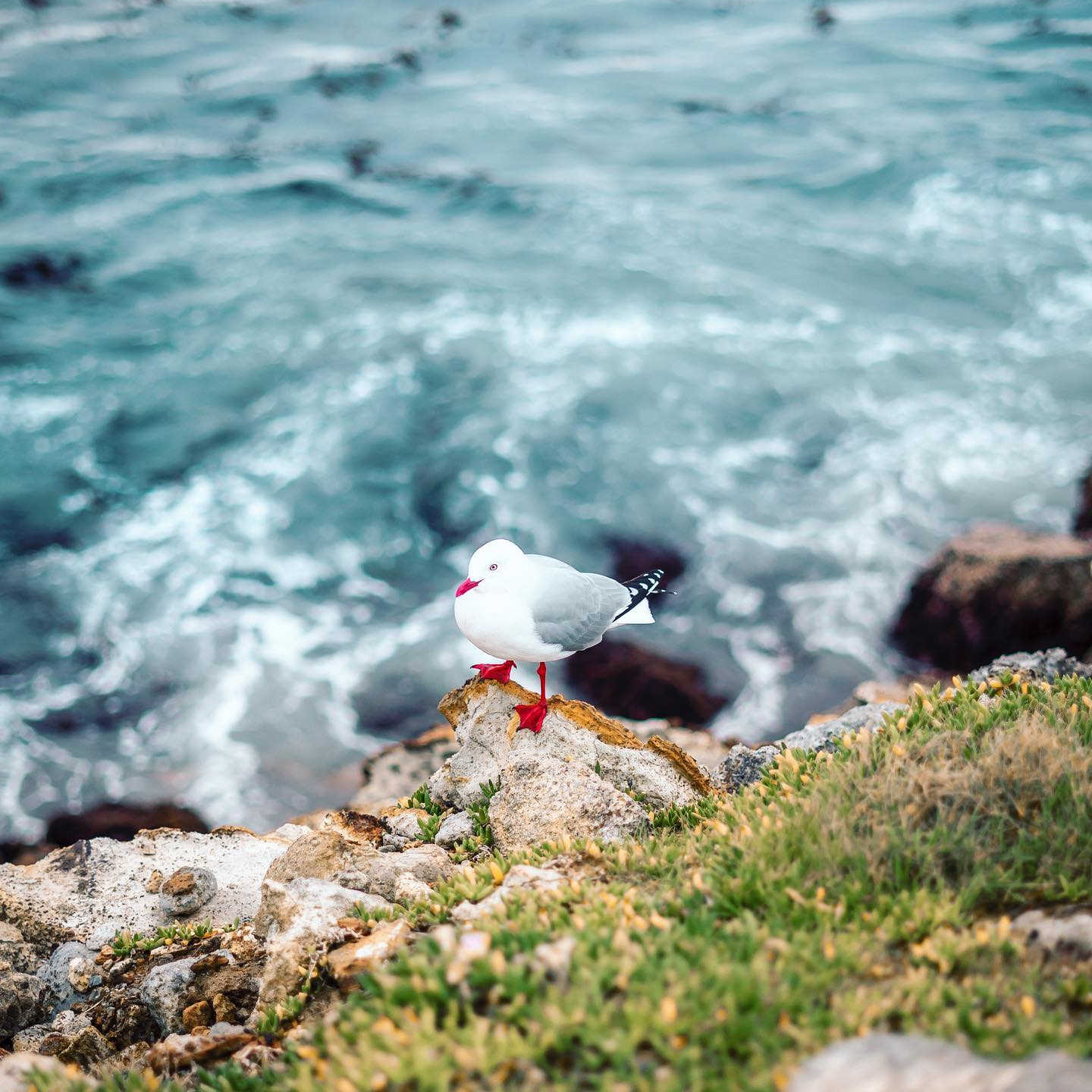 Aramoana seagull, Dunedin, Otago, New Zealand @julru