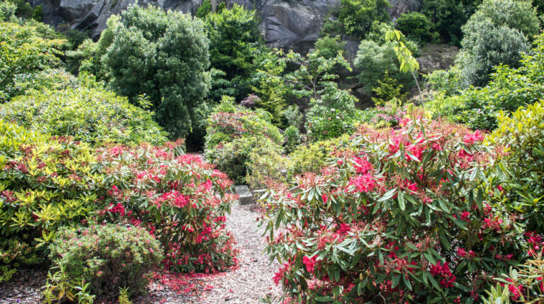 Fresh summer growth in the Lady Thorn Rhododendron dell, free public garden, with rock face in Dunedin, Otago, New Zealand