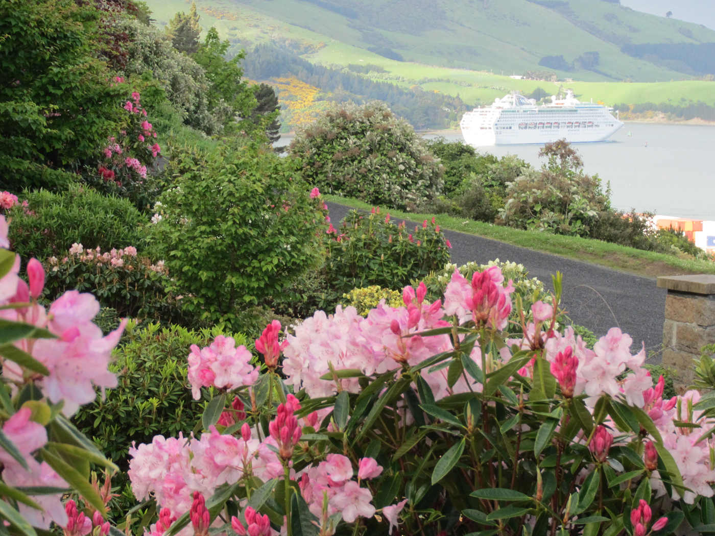 Lady Thorn Rhododendron Dell Public Garden @Dunedin Gardens