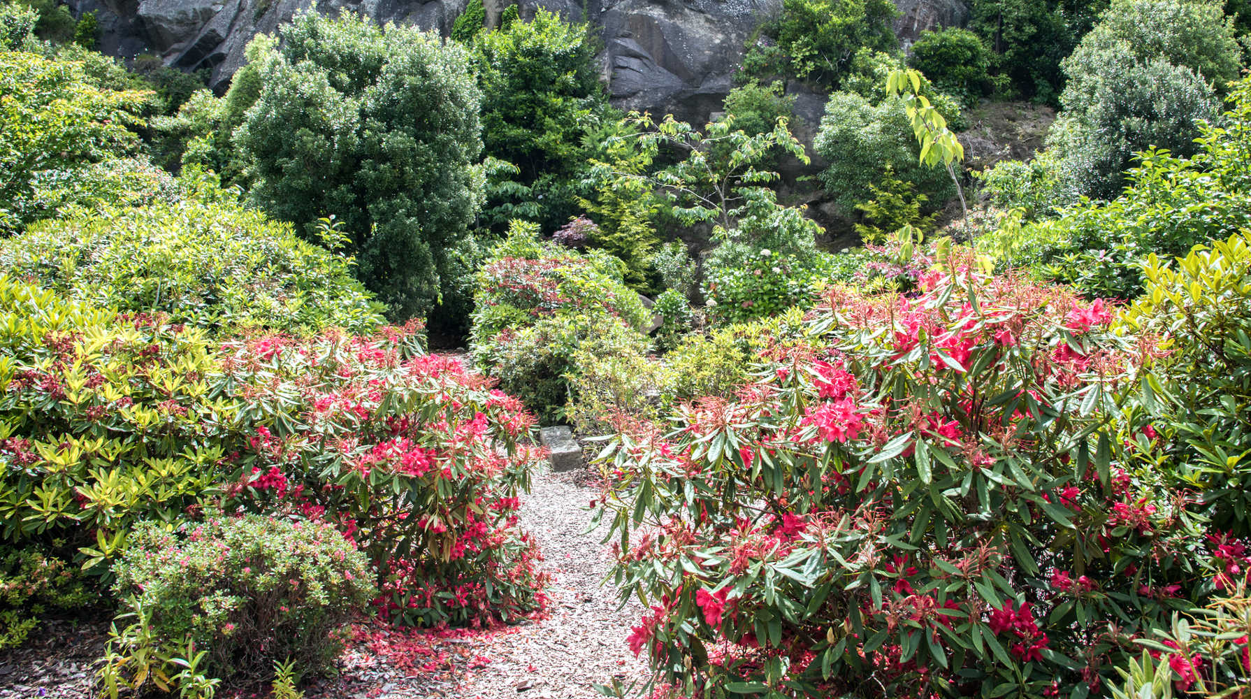 Fresh summer growth in the Lady Thorn Rhododendron dell, free public garden, with rock face in Dunedin, New Zealand