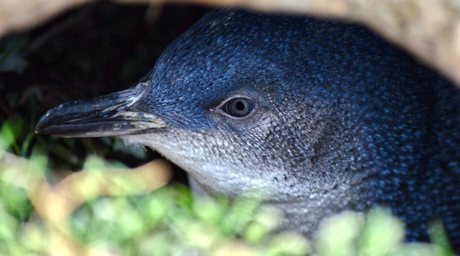 Little Blue Penguin, Katiki Point, Moeraki Peninsula, North Otago, New Zealand..
