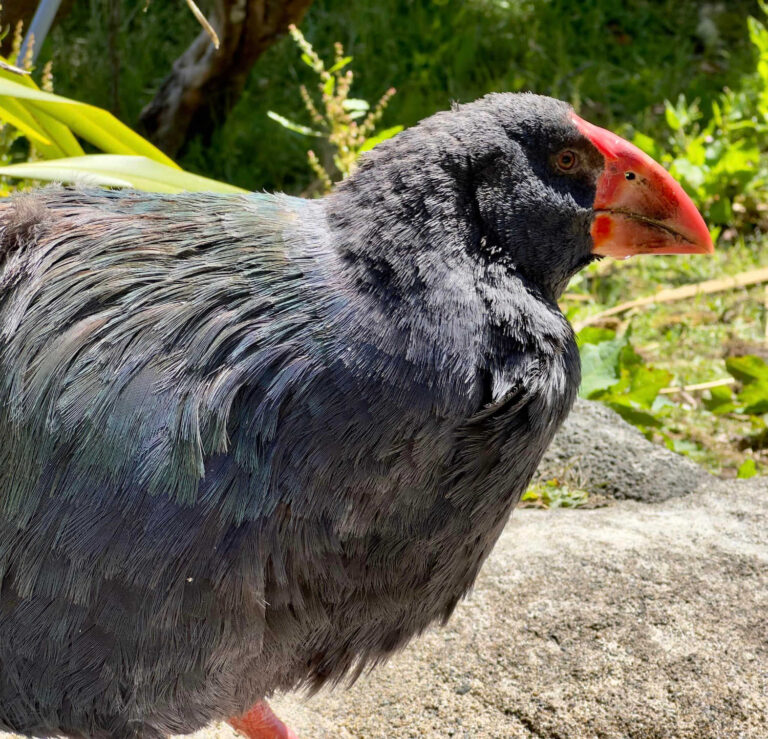 @Te Anau Bird Sanctuary
