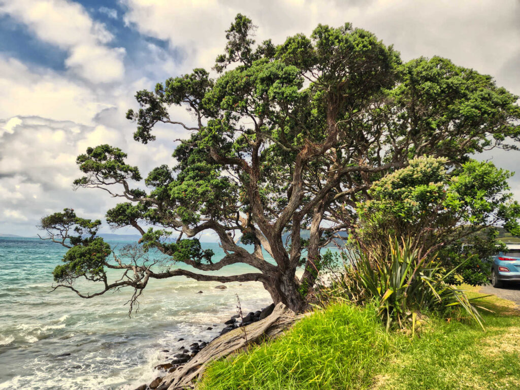 Coromandel coast is well known for its pohutukawa trees, beautiful year round and majestic in bloom, New Zealand