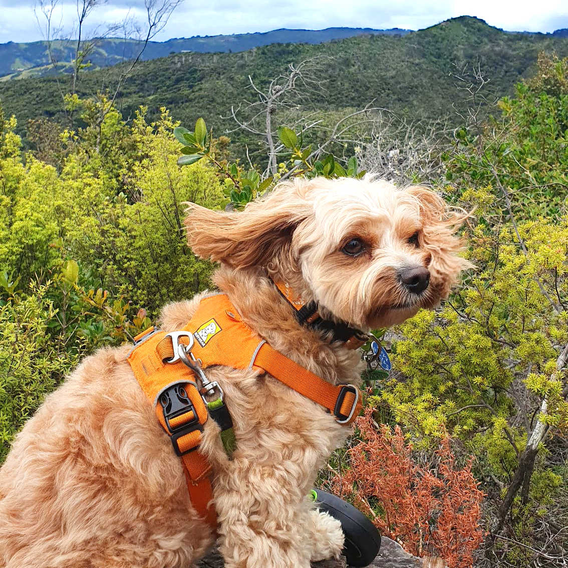 Max, travel dog admiring views from Matarangi Bluff walk lookout over Coromandel Peninsula, New Zealand