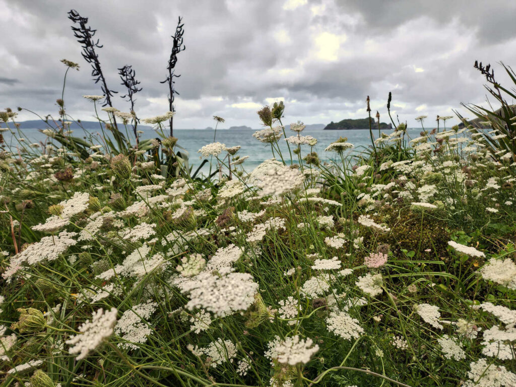 Naturalised Queen Anne's lace flowers Opito Beach, Coromandel, New Zealand