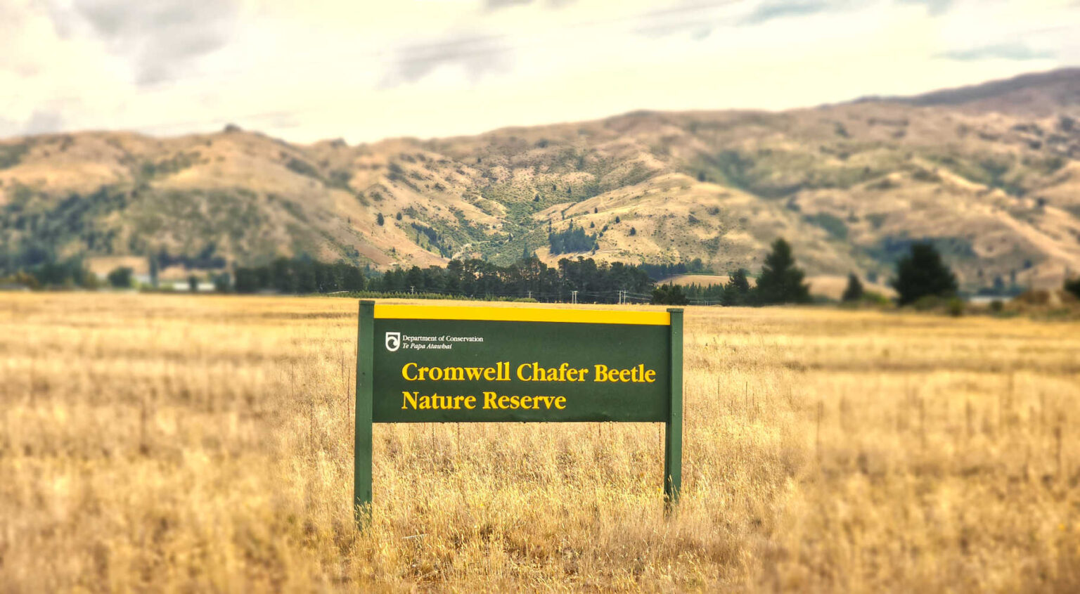 Cromwell Chafer Beetle Nature Reserve, a paddock where a noctural bettle lurks, South Island, Wanaka, New Zealand