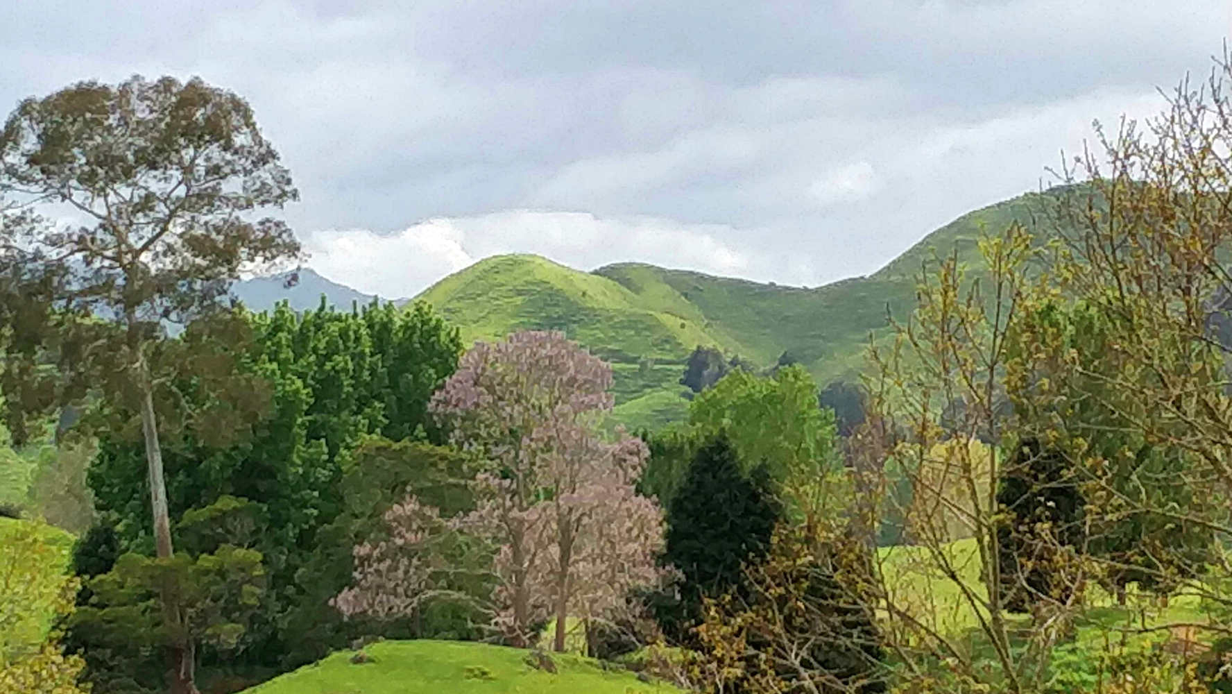 Hill farming with lilac and deciduous trees in spring bloom, New Zealand