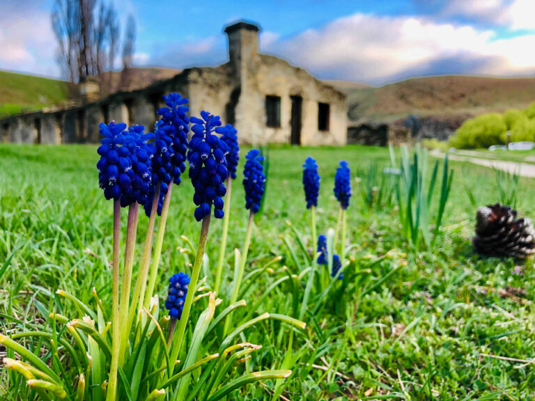 Nine Mile Historic Reserve, Lindis Pass abandoned ruined hotel with lupins blooming South Island NZ