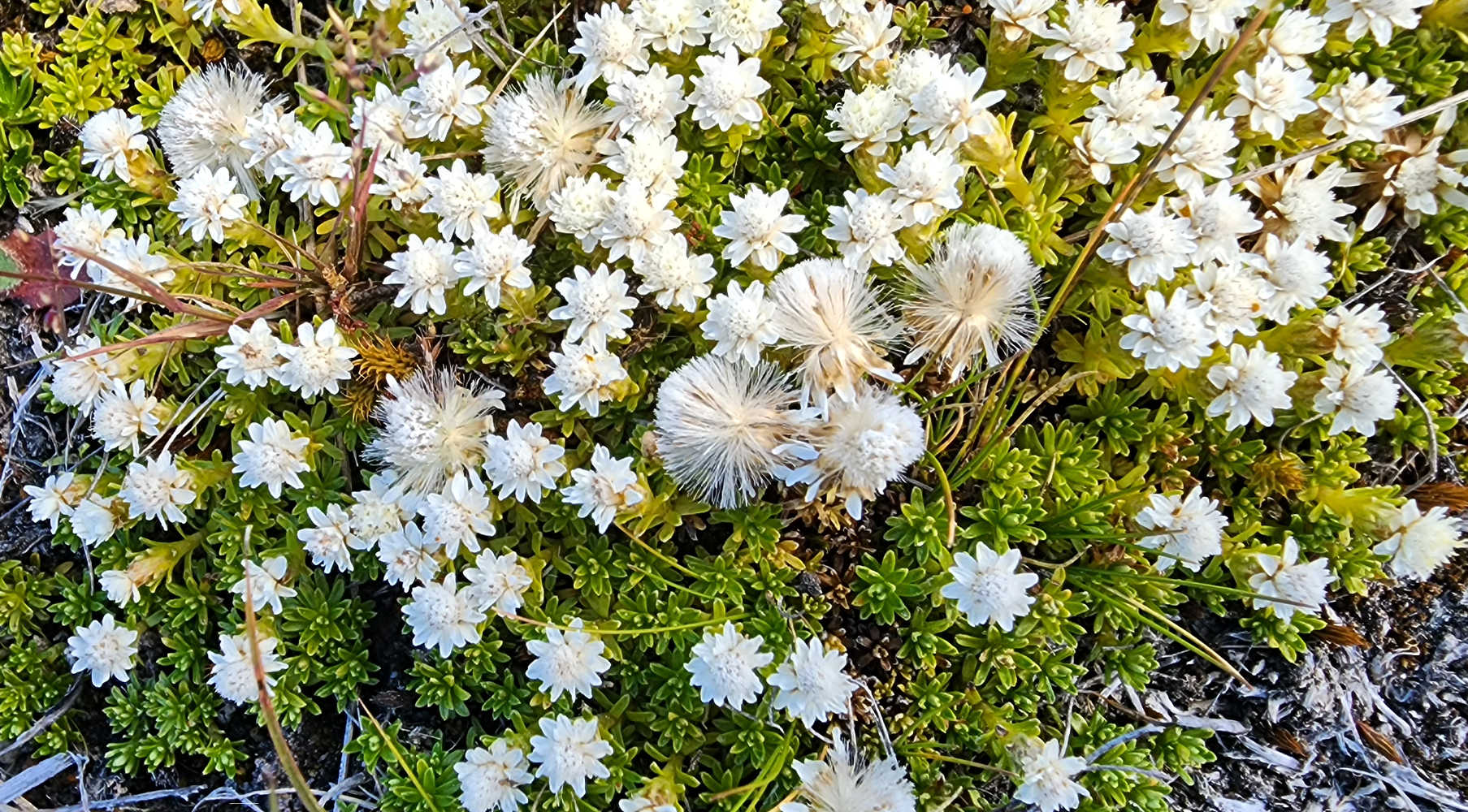 Wanaka high country alpine flowers, South Island, New Zealand