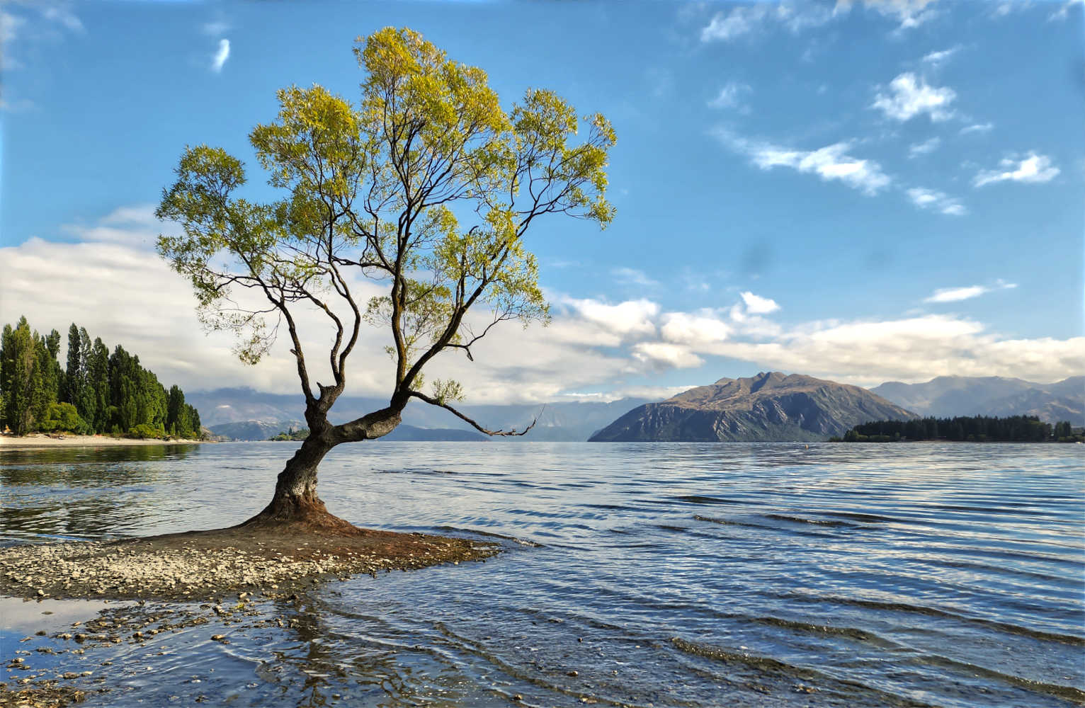 Wanaka selfie location #thatwanakatree, summer lake level is low, South Island, New Zealand